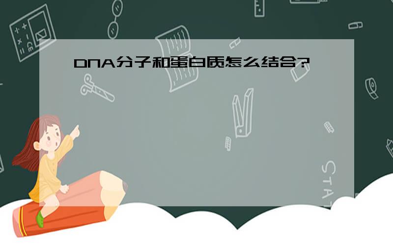 DNA分子和蛋白质怎么结合?