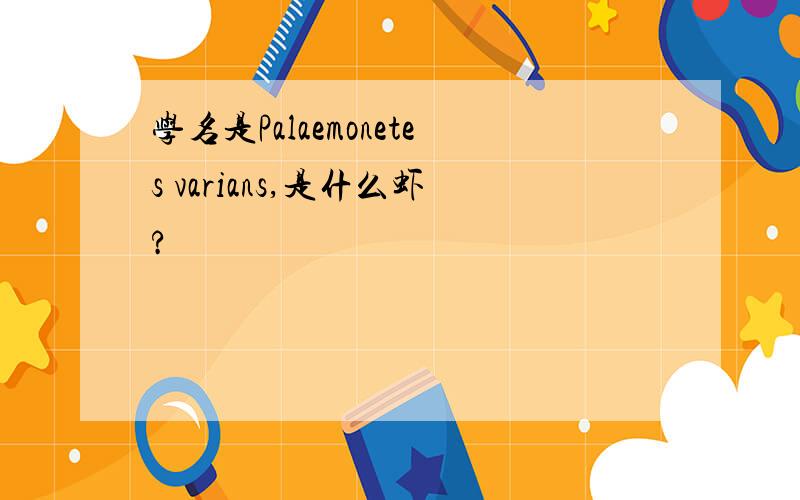 学名是Palaemonetes varians,是什么虾?