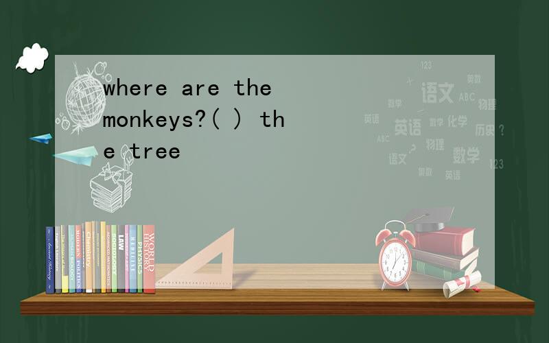 where are the monkeys?( ) the tree